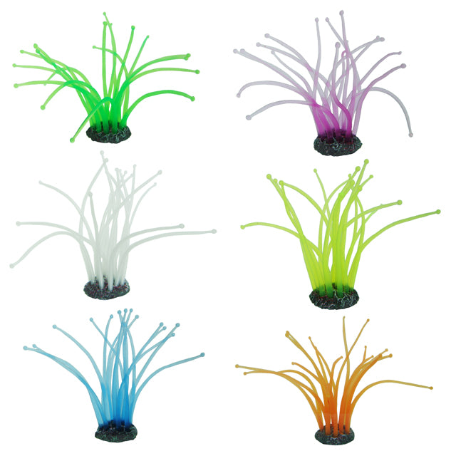 PIANTINA GELLY COLOR CM 7X7X8,5 DA PZ. 12