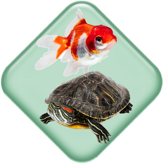 Pesci Tartarughe Rettili