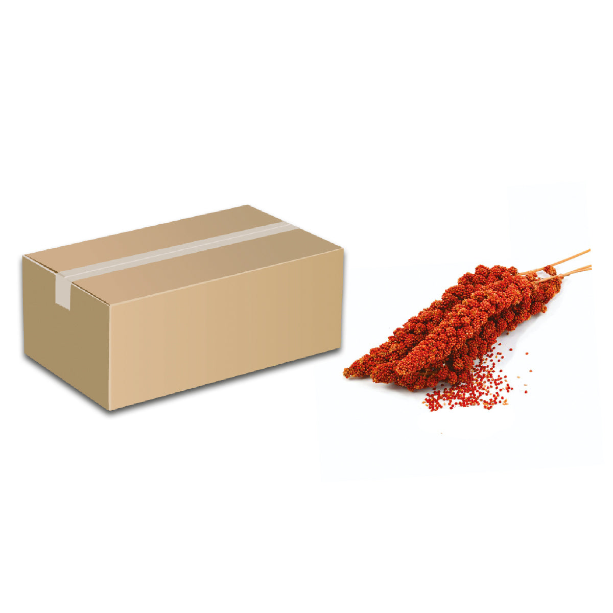 SEME DI PANICO IN SPIGA ROSSO