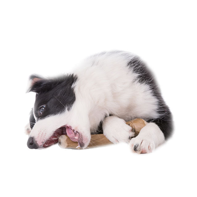 Osso masticabile naturale dell'albero del caffè per cani, legno duro e durevole