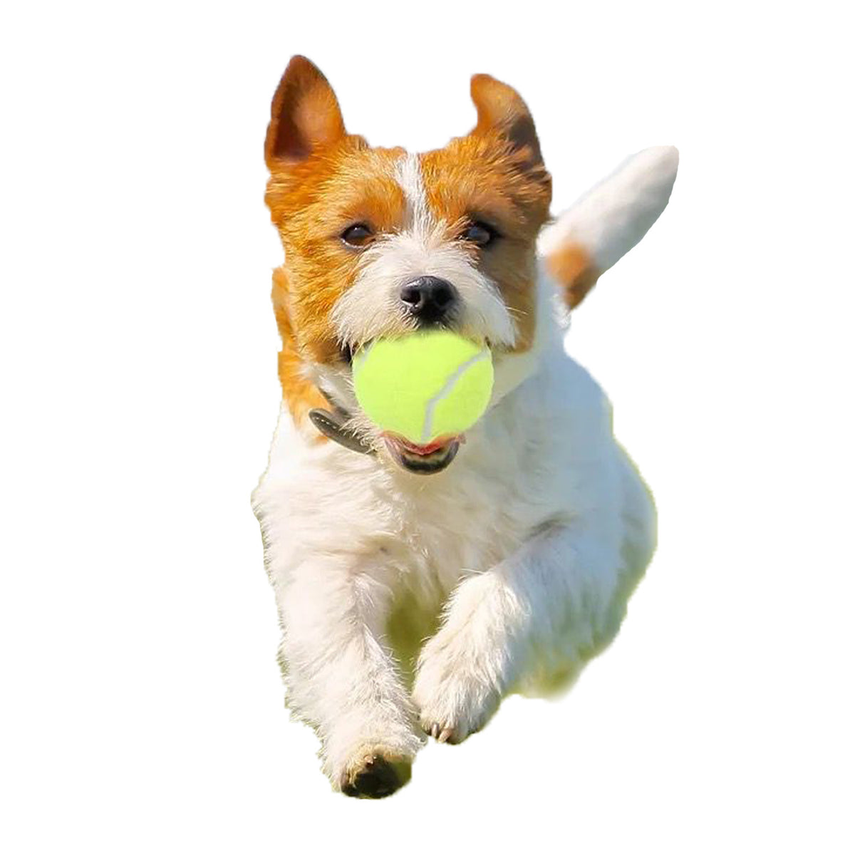 GIOCO PALLA TENNIS TUBO DA 3 PZ.